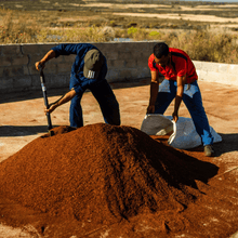 Lade das Bild in den Galerie-Viewer, Bio Eistee - Fair Trade - ChariTea Red - Rooibos Ernte