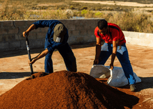 Lade das Bild in den Galerie-Viewer, Bio Tee - Fair Trade - ChariTea Red Rooibos - 6

